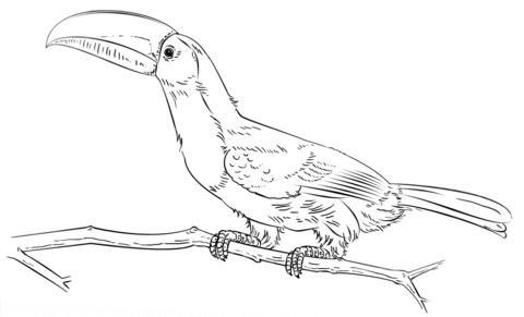 Keel Billed Toucan On The Branch Coloring Page